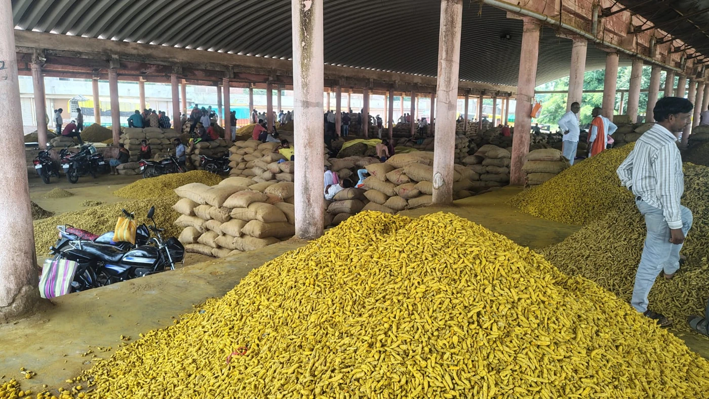 Turmeric seen during a supplier visit in Vasmata, Hingoli
