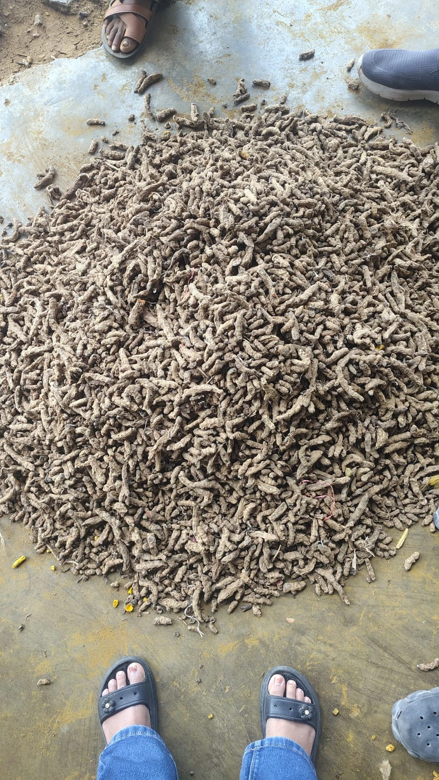 Close-up of turmeric fingers photographed during a supplier visit