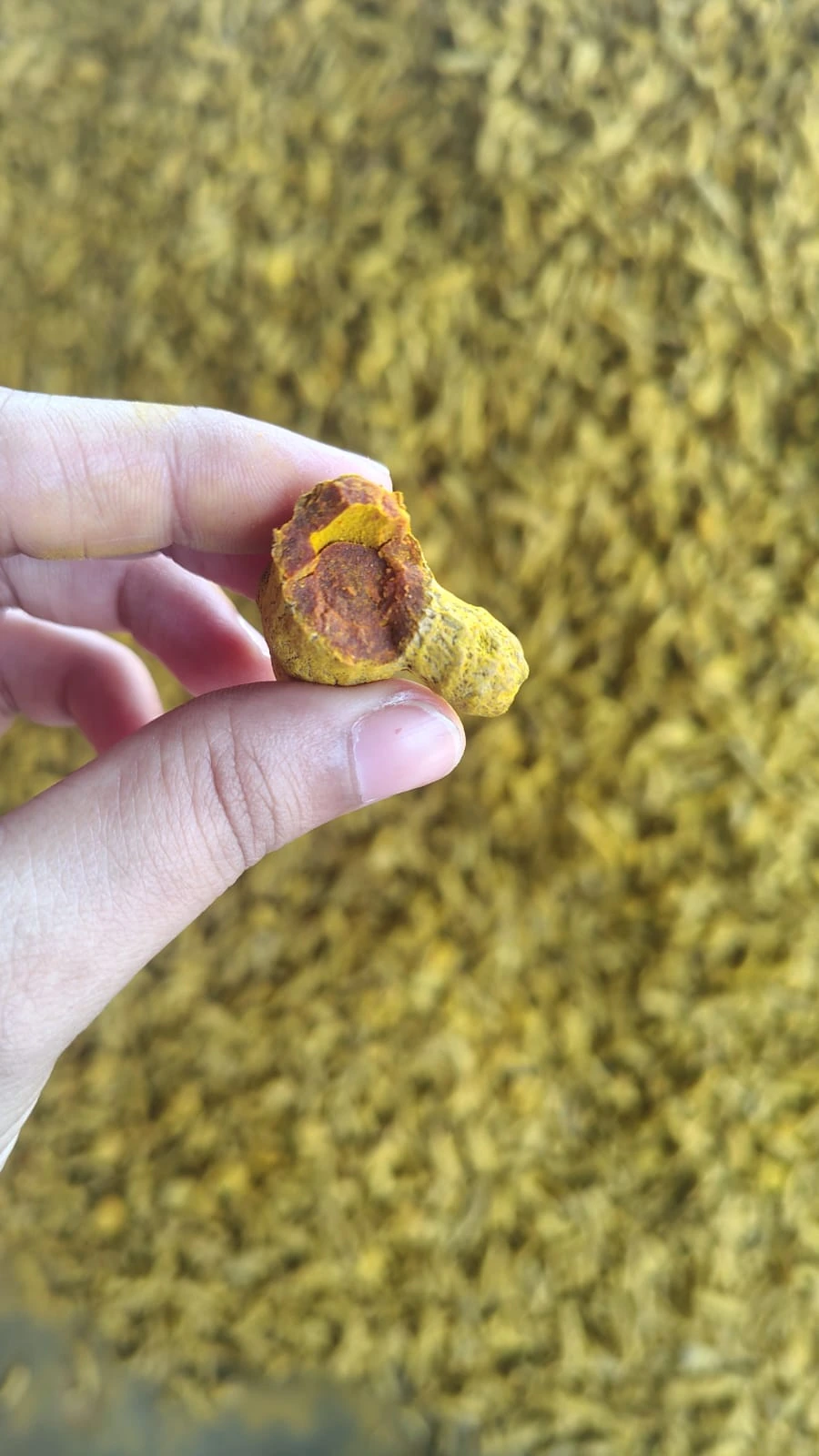 Turmeric finger cross-section held in a hand during a supplier visit