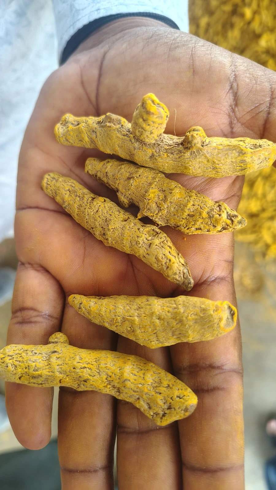Turmeric fingers held in a hand, with turmeric residue visible on the fingers during the Vasmat visit