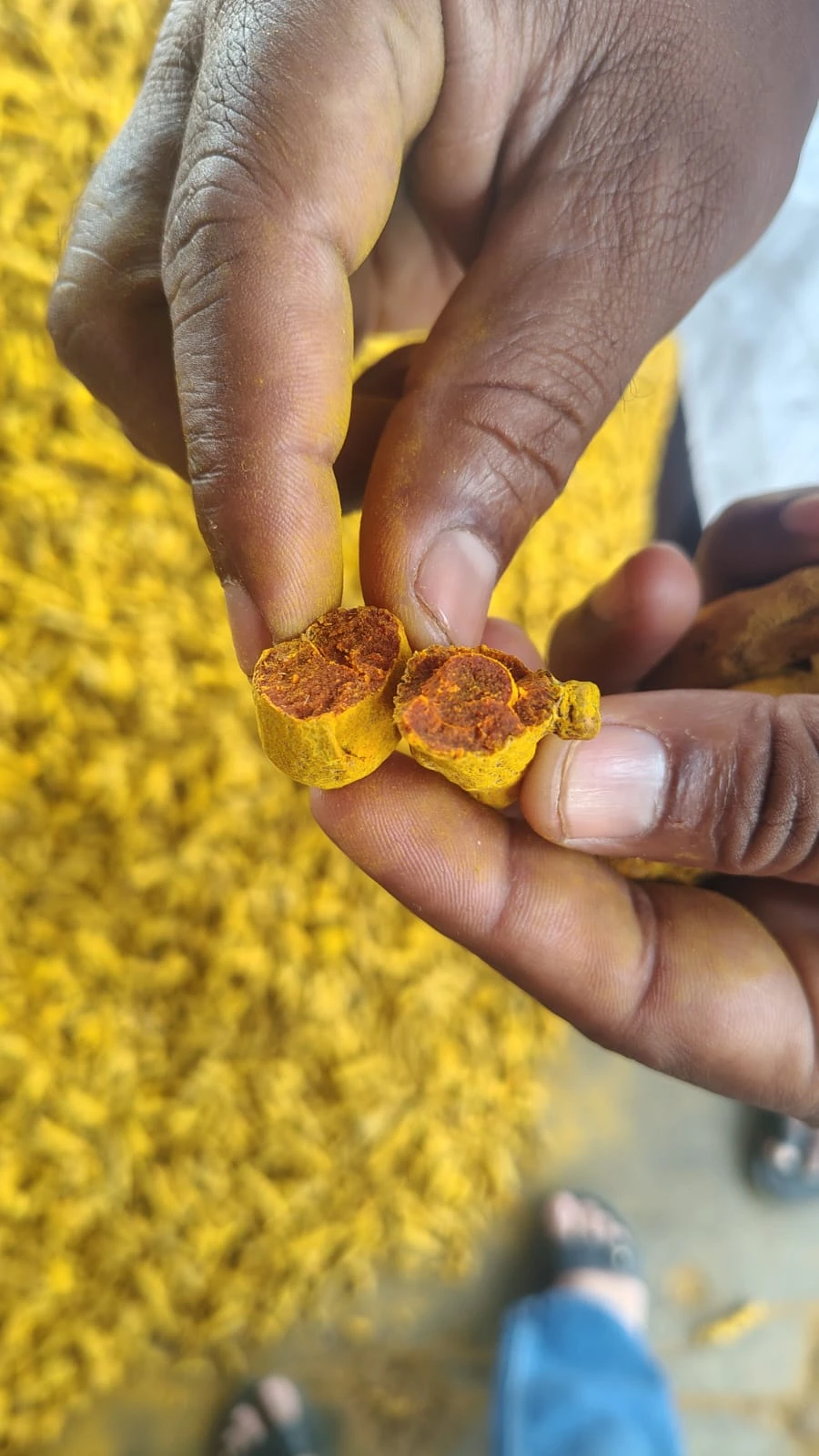 Split turmeric finger showing its interior and turmeric residue on the fingers during a supplier visit
